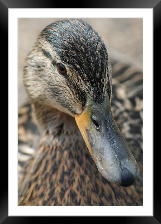 Duck Framed Mounted Print by Paula Guy