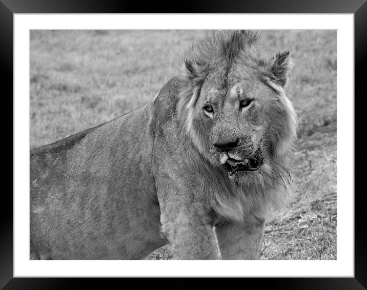 Lion In The Serengeti Framed Mounted Print by Paula Guy