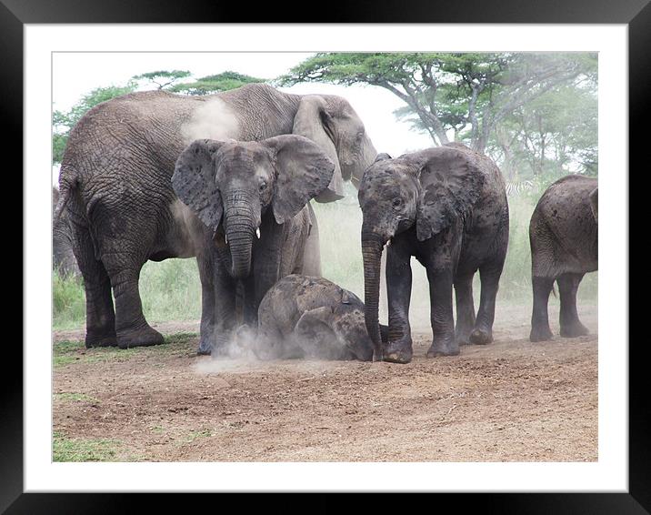 Elephant Family Dust Bath Framed Mounted Print by Paula Guy