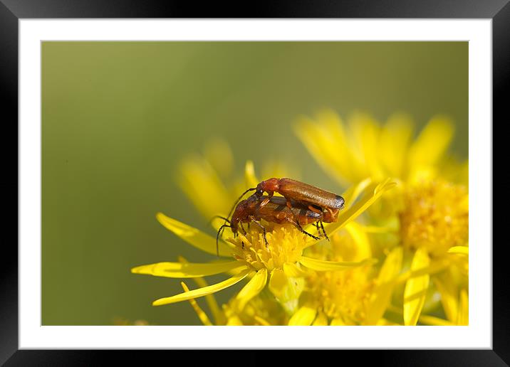 Soldier Beetles Mating Framed Mounted Print by Philip Berry