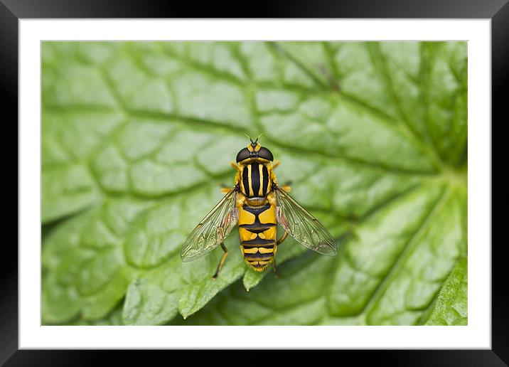 Hover Fly Framed Mounted Print by Philip Berry