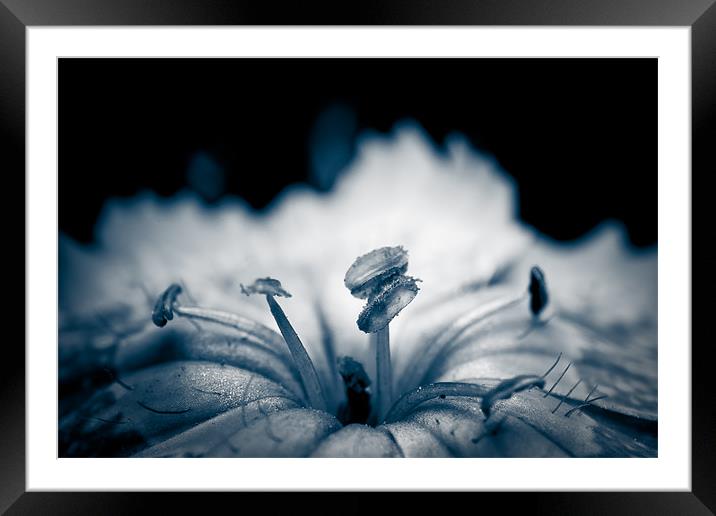 Petals and Stamens Framed Mounted Print by Ivan Yonkov