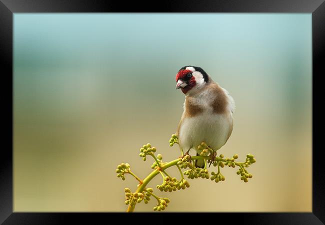 European Goldfinch Framed Print by Ivan Yonkov