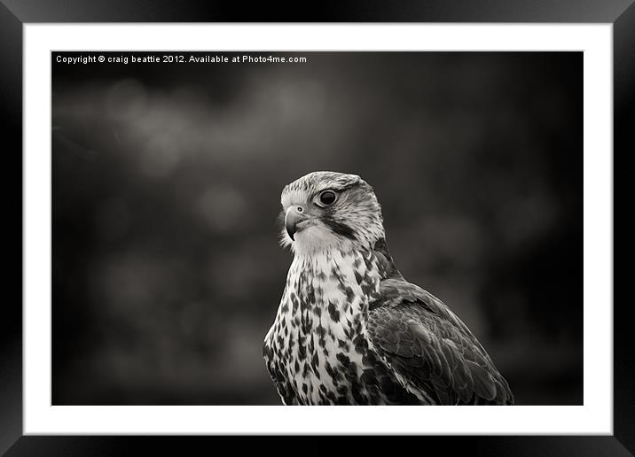 Falcon Framed Mounted Print by craig beattie