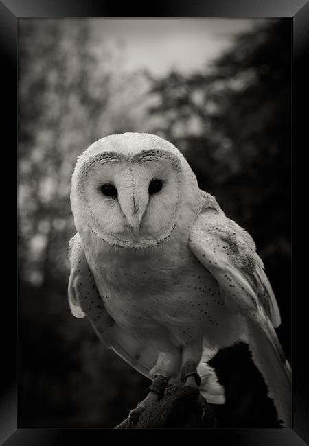 Barn Owl Framed Print by craig beattie
