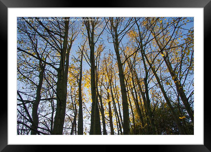 Autumn trees Framed Mounted Print by craig beattie