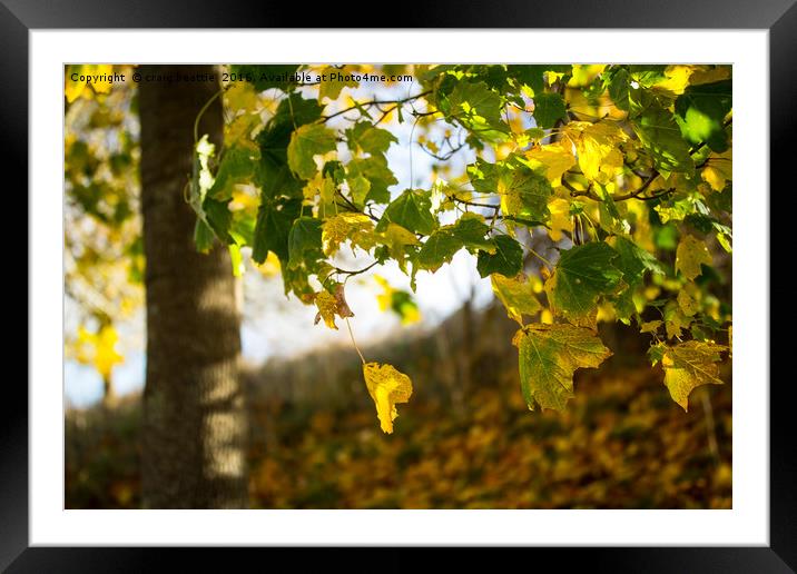 Autumnal Leaves Framed Mounted Print by craig beattie