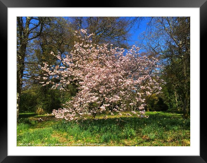 Cherry blossom in Balloch Castle Country Park, Loch Lomond Framed Mounted Print by yvonne & paul carroll