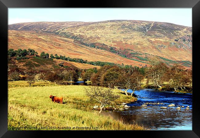 Highland cow in Glen Lyon Framed Print by yvonne & paul carroll