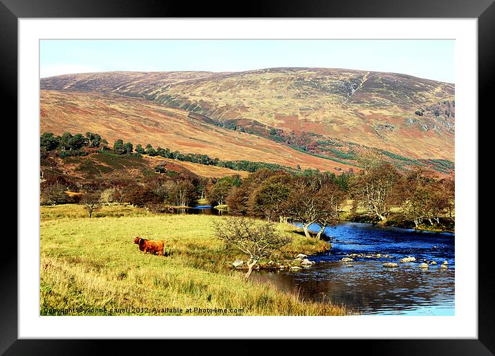 Highland cow in Glen Lyon Framed Mounted Print by yvonne & paul carroll