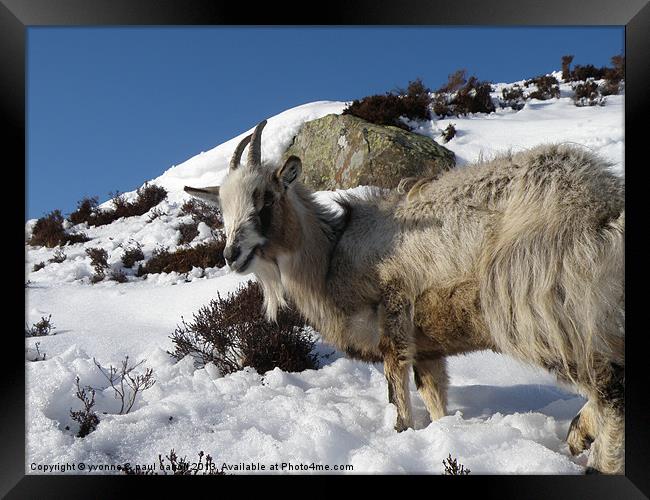 Mountain goat, Scotland Framed Print by yvonne & paul carroll