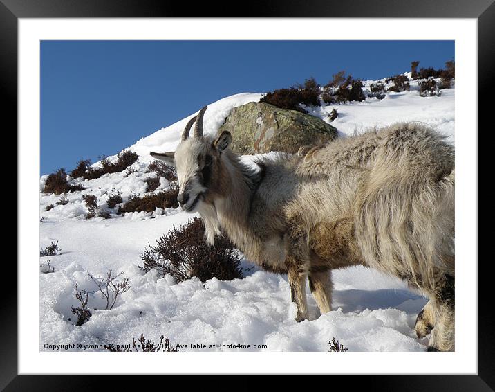 Mountain goat, Scotland Framed Mounted Print by yvonne & paul carroll