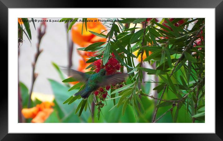Hummingbird Framed Mounted Print by yvonne & paul carroll