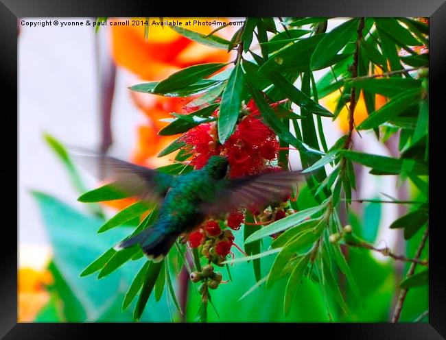 Colourful Hummingbird Framed Print by yvonne & paul carroll