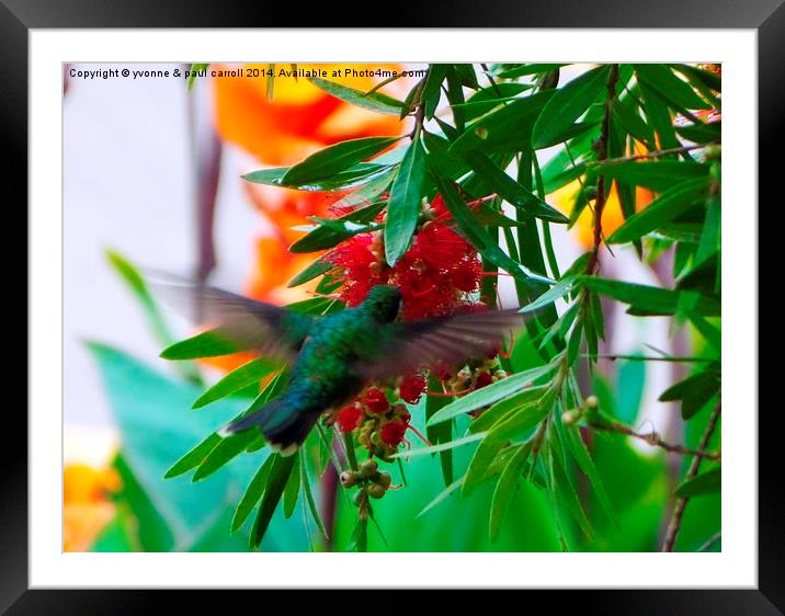 Colourful Hummingbird Framed Mounted Print by yvonne & paul carroll