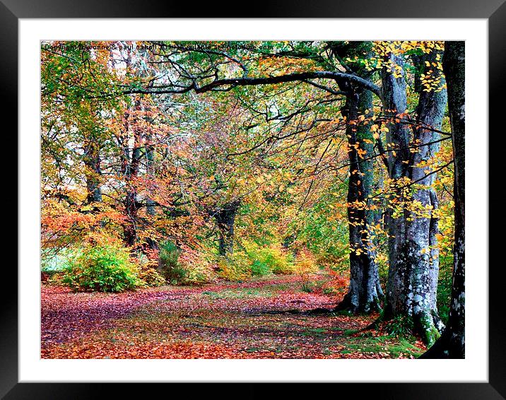 Autumn walk Framed Mounted Print by yvonne & paul carroll