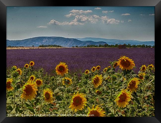 Lavender & Sunflowers, Provence Framed Print by yvonne & paul carroll
