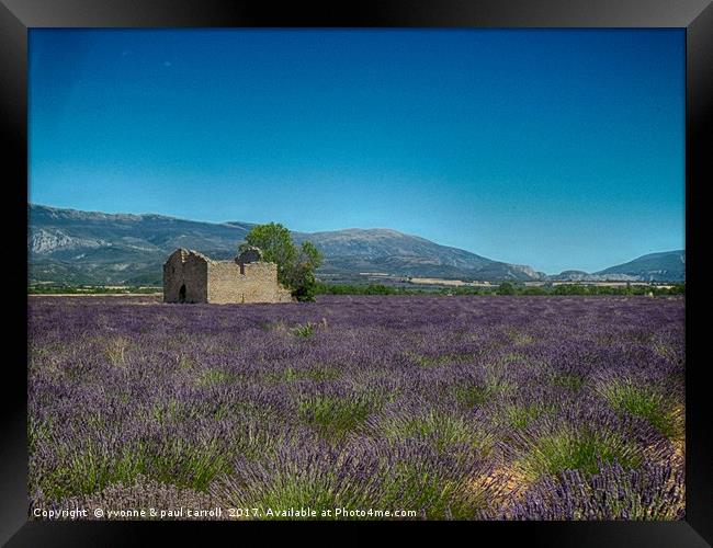 Lavender fields, Provence Framed Print by yvonne & paul carroll