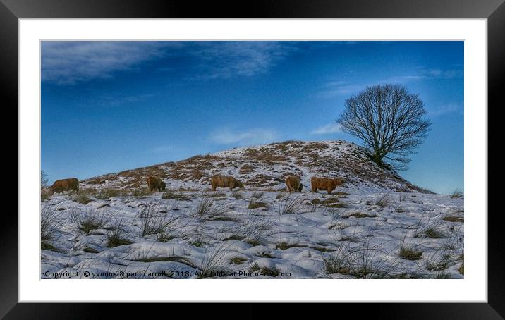 Highland cattle under lone tree in the snow Framed Mounted Print by yvonne & paul carroll