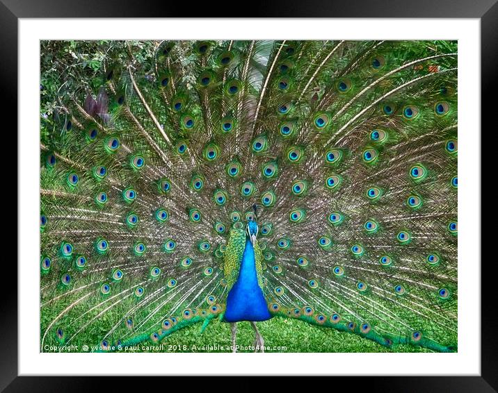 Peacock in the gardens of La Mirage, Ecuador Framed Mounted Print by yvonne & paul carroll