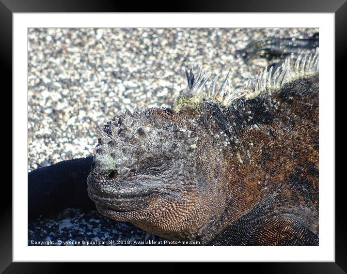 Galapagos marine iguana close-up Framed Mounted Print by yvonne & paul carroll