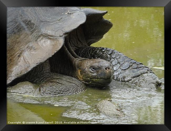 Galapagos giant tortoise close up Framed Print by yvonne & paul carroll