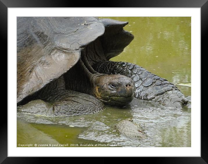Galapagos giant tortoise close up Framed Mounted Print by yvonne & paul carroll