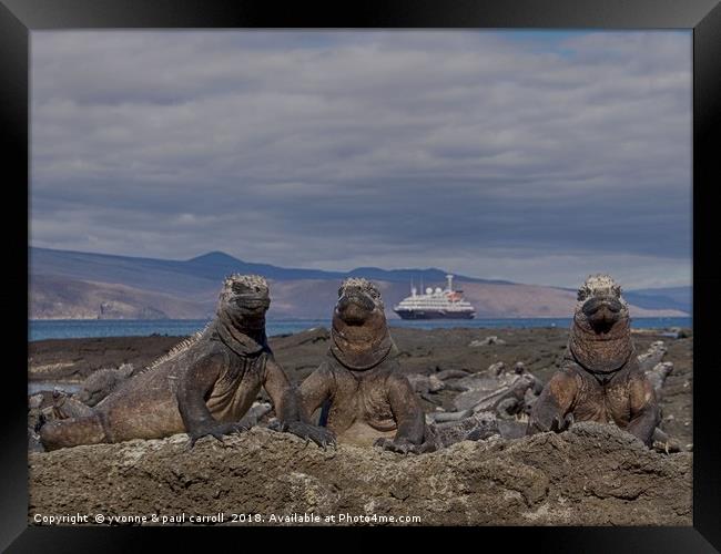 Marine iguanas enjoying the sun in the Galapagos Framed Print by yvonne & paul carroll