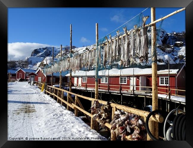 Cod hanging out to dry, Nusfjord, Lofoten Islands Framed Print by yvonne & paul carroll