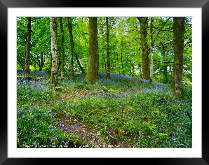 Bluebell Woods near Ambleside  Framed Mounted Print by yvonne & paul carroll