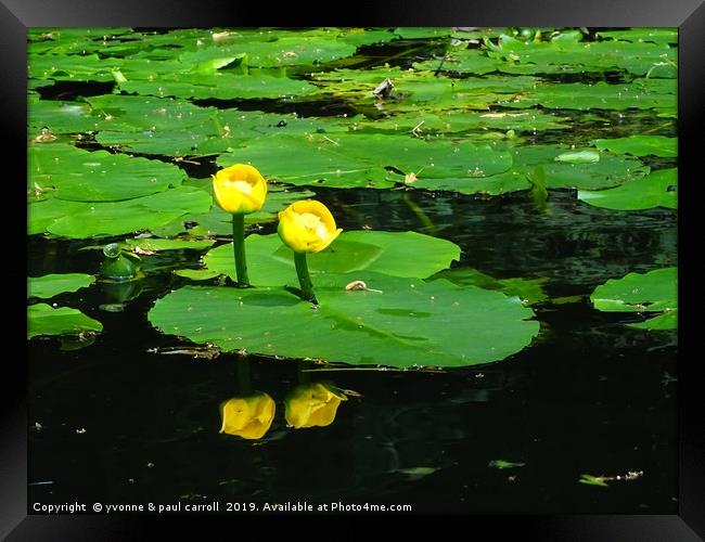 Water Lilies on the Forth & Clyde canal Framed Print by yvonne & paul carroll