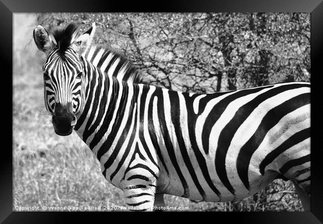 Zebra in B&W, South Africa Framed Print by yvonne & paul carroll