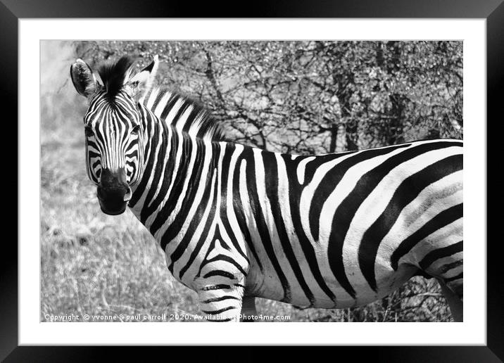 Zebra in B&W, South Africa Framed Mounted Print by yvonne & paul carroll
