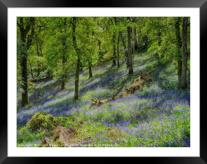 Inchcailloch bluebell woods in May                 Framed Mounted Print by yvonne & paul carroll