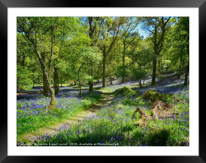 Inchcailloch bluebell woods in May                 Framed Mounted Print by yvonne & paul carroll
