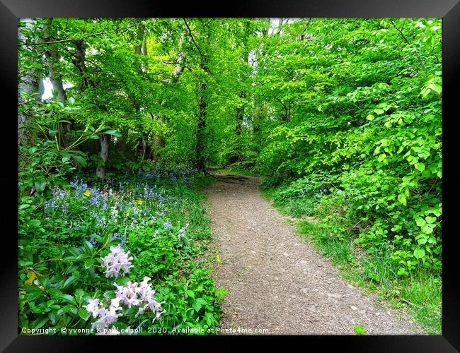      A walk in the woods                           Framed Print by yvonne & paul carroll