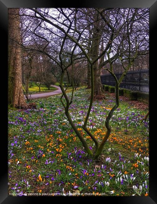 Glasgow Botanic Gardens crocuses in Spring Framed Print by yvonne & paul carroll