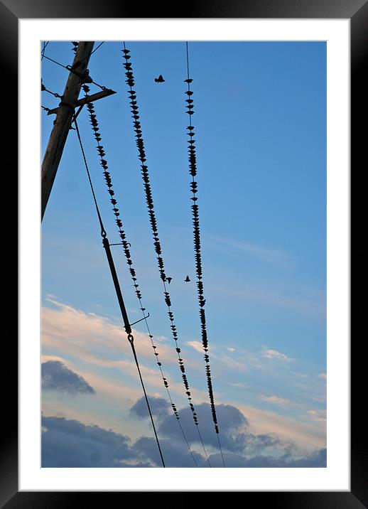 Birds on a wire Framed Mounted Print by Lynne Easton