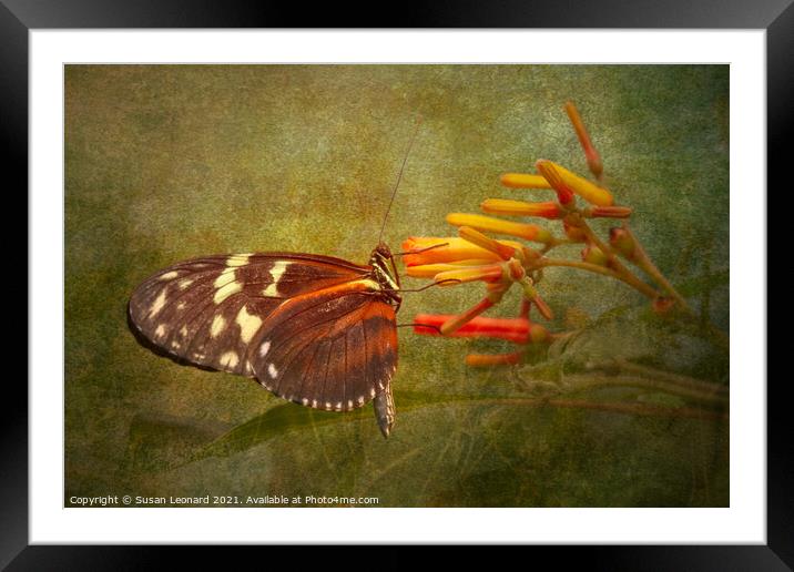 Butterfly and flower Framed Mounted Print by Susan Leonard