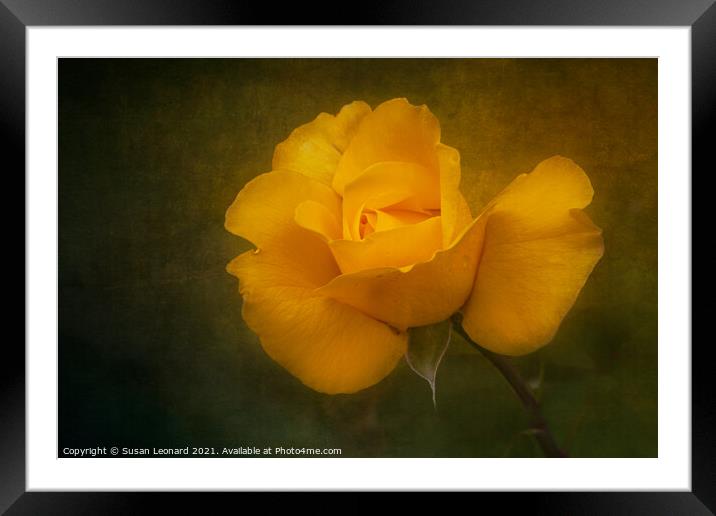 Rose with a vintage look Framed Mounted Print by Susan Leonard