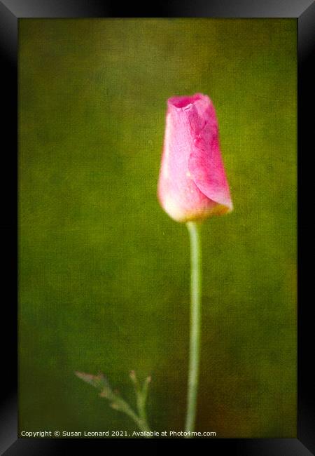 Tulip Bud Framed Print by Susan Leonard