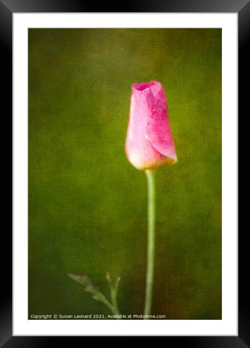 Tulip Bud Framed Mounted Print by Susan Leonard