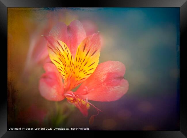 Lily with lovely textured effect Framed Print by Susan Leonard