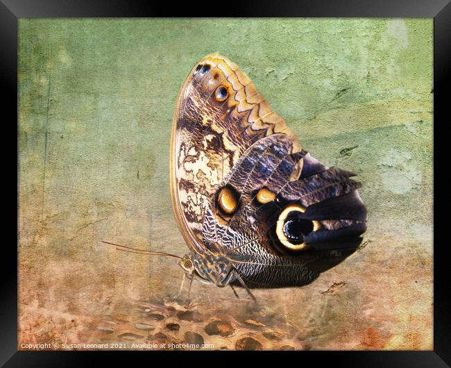 Butterfly on log Framed Print by Susan Leonard