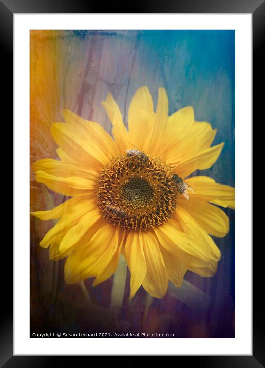 Sunflower and honey bees Framed Mounted Print by Susan Leonard