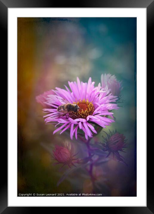 Bee on Daisy Framed Mounted Print by Susan Leonard