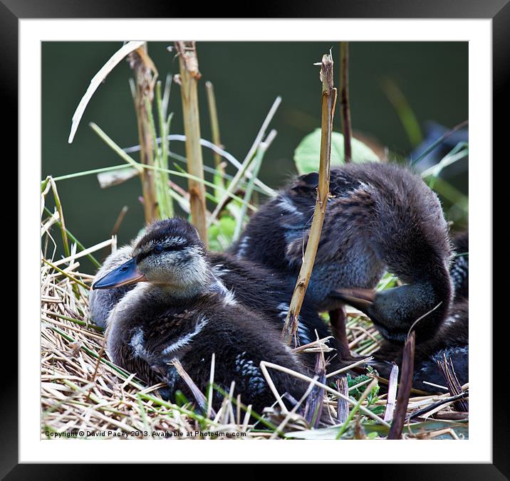 Baby Ducks Framed Mounted Print by David Pacey