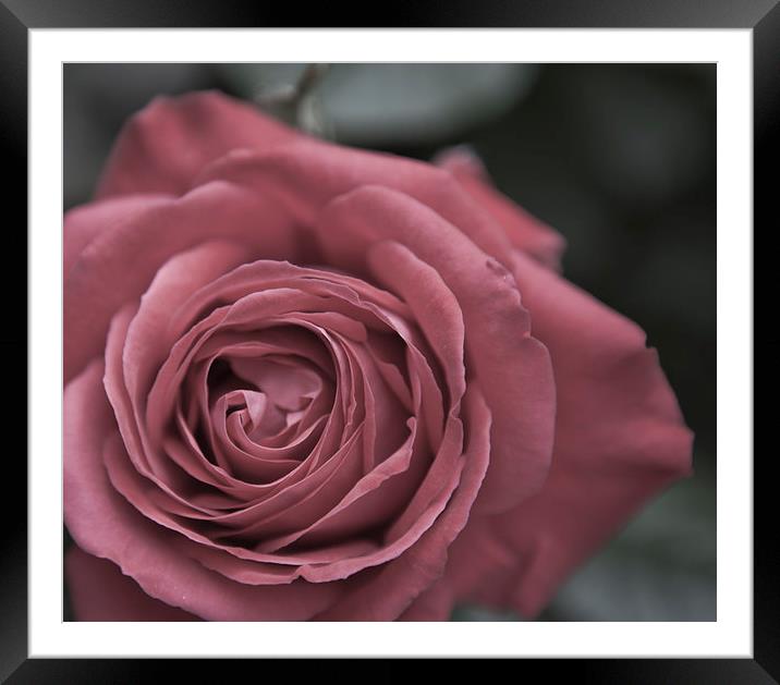 ROSE Framed Mounted Print by David Pacey