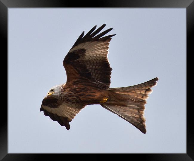 RED KITE Framed Print by David Pacey