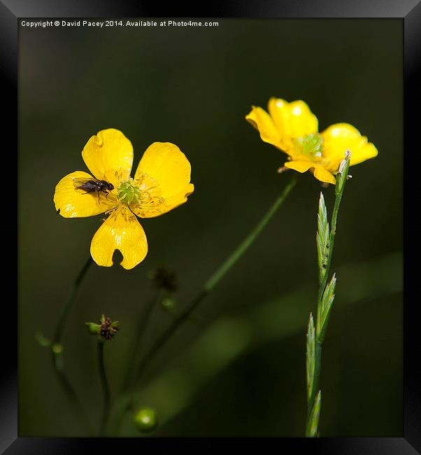 Yellow flower and a fly Framed Print by David Pacey
